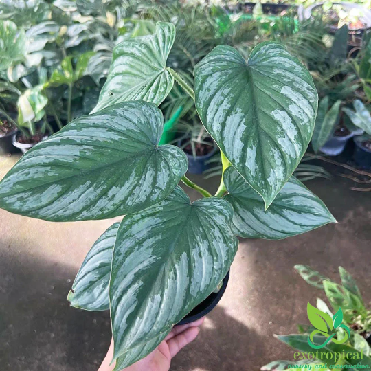 Philodendron Mamei Silver Cloud