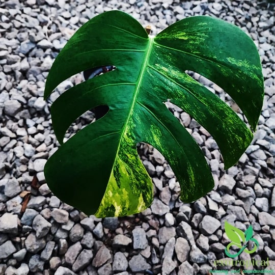 Monstera Marmorata Aurea Variegated