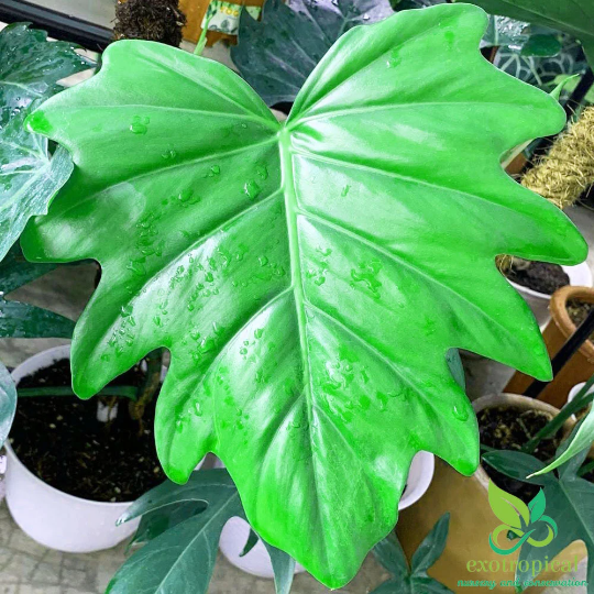 Philodendron Lacerum