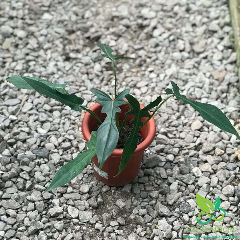 Philodendron Longilobatum Narrow Dragonfly