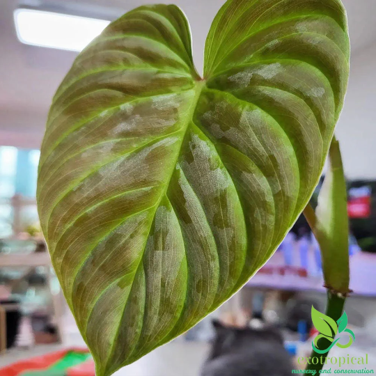 Philodendron Majestic (Sodiroi X Verrucosum)