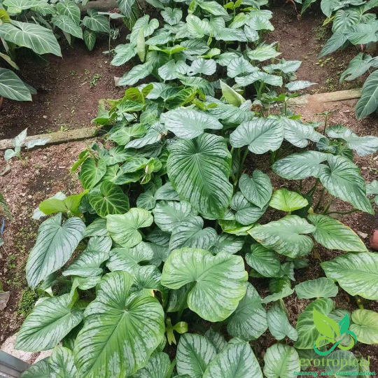 Philodendron Mamei Silver Cloud