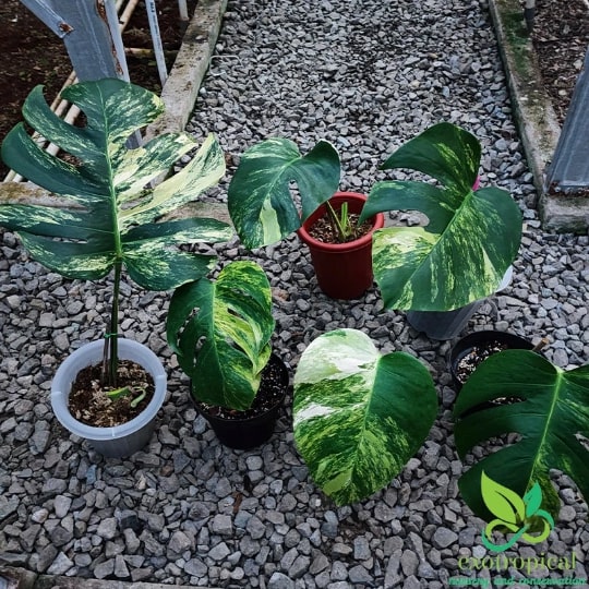 Monstera Marmorata Aurea Variegated