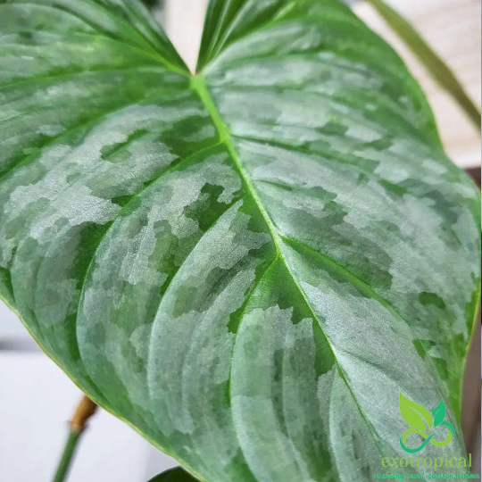 Philodendron Majestic (Sodiroi X Verrucosum)