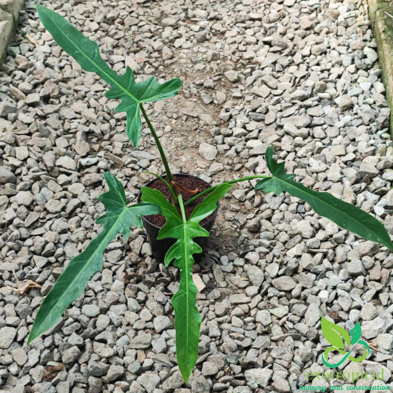 Philodendron Longilobatum Narrow Dragonfly