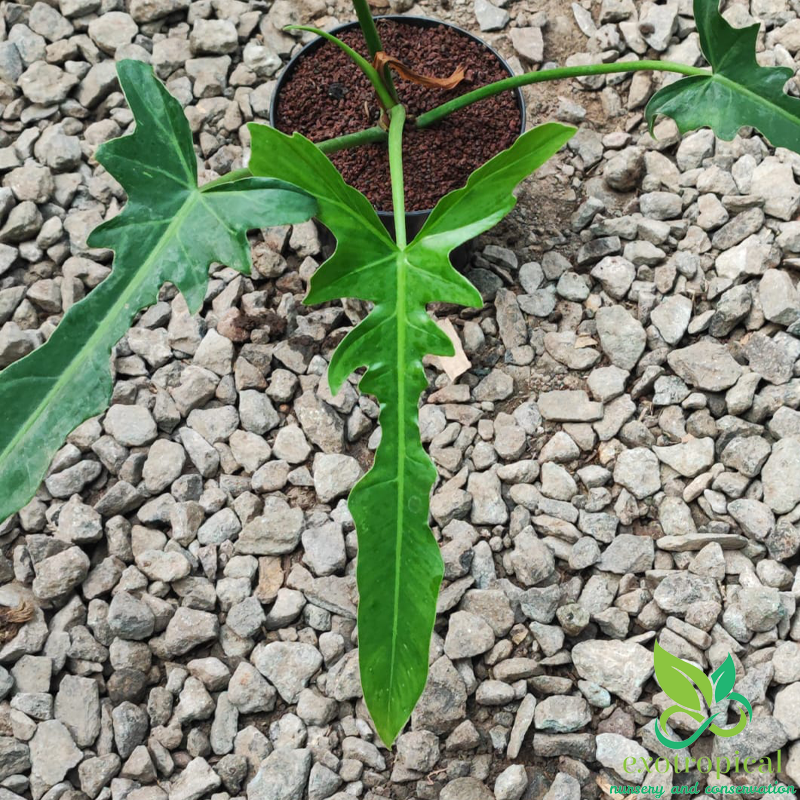 Philodendron Longilobatum Narrow Dragonfly