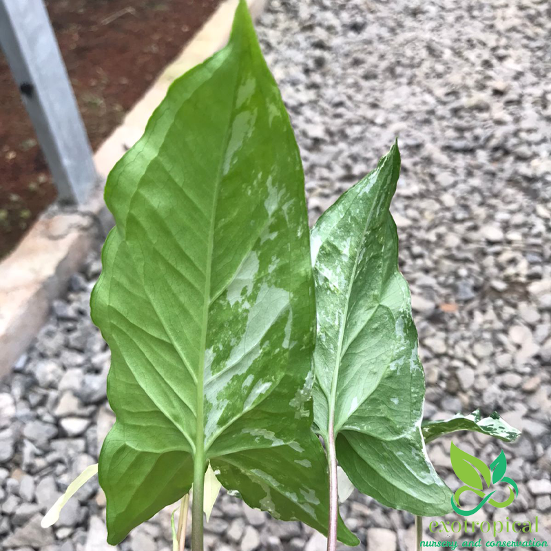 Syngonium Albo Variegated