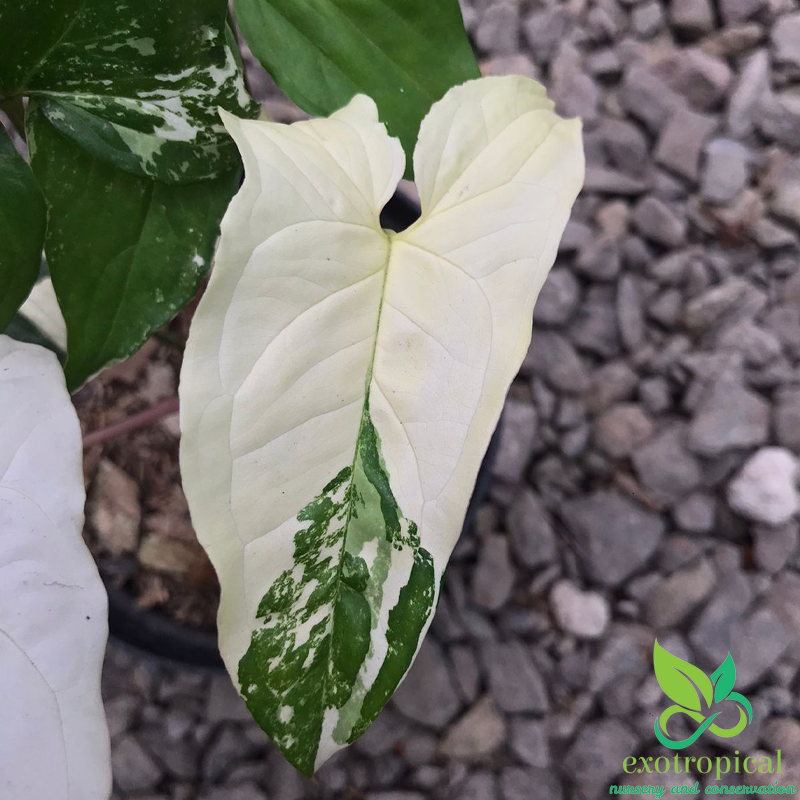 Syngonium Albo Variegated