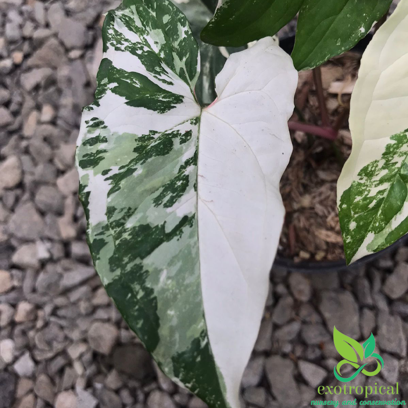 Syngonium Albo Variegated