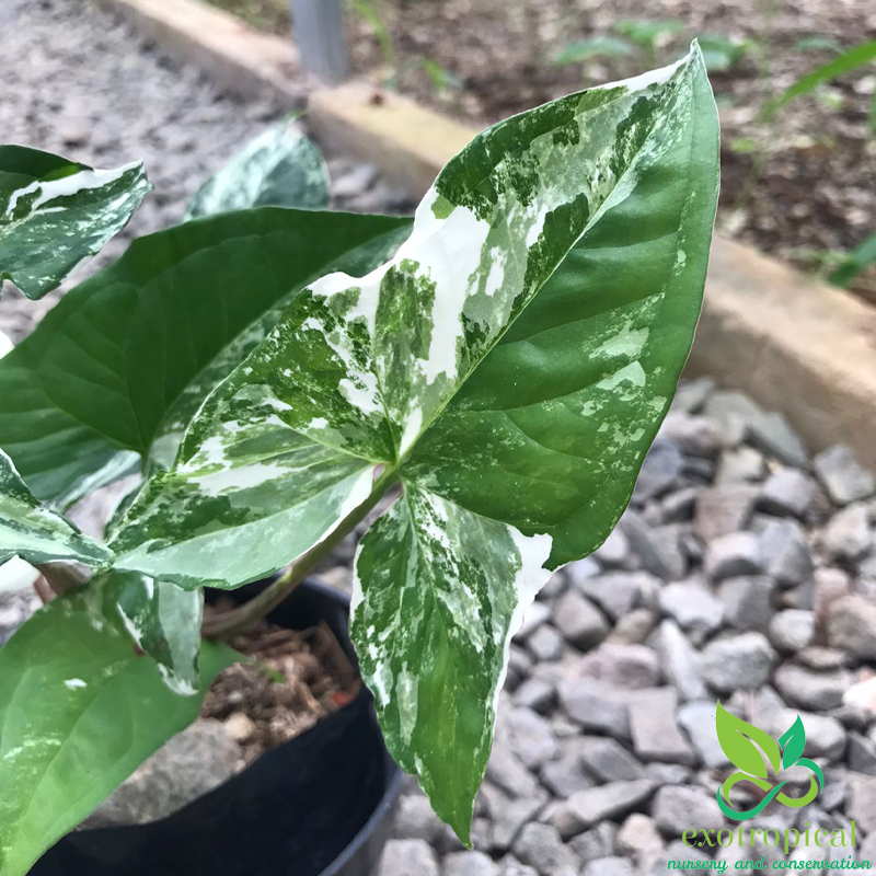 Syngonium Albo Variegated