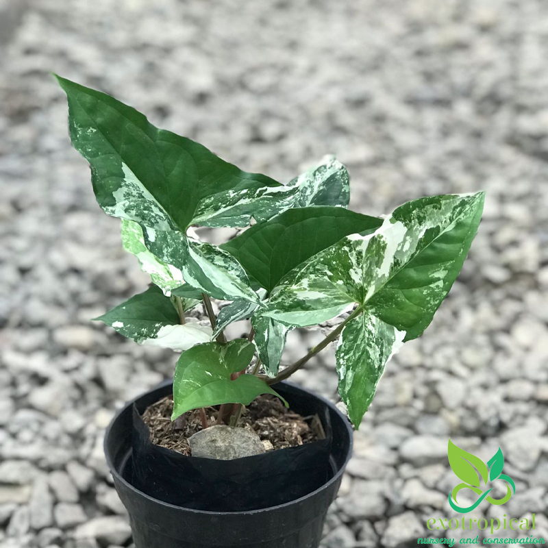 Syngonium Albo Variegated