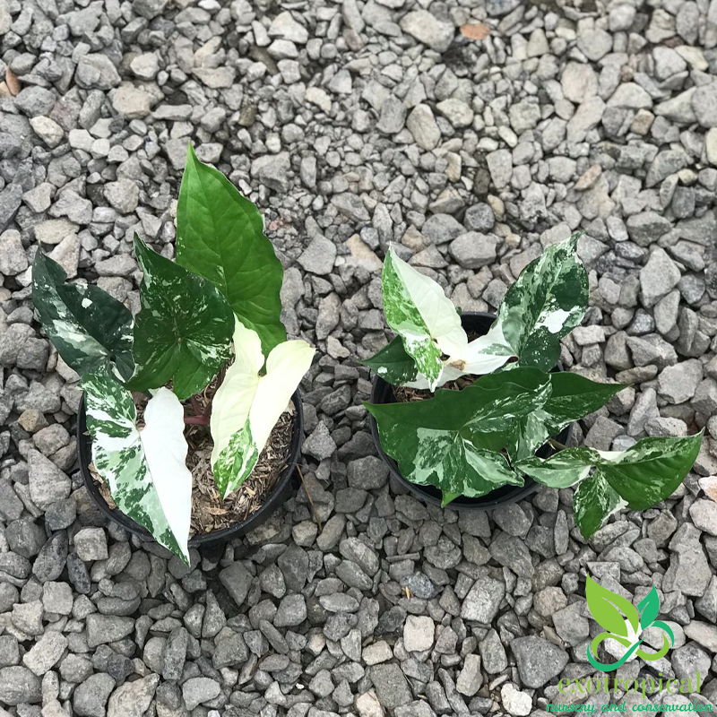 Syngonium Albo Variegated