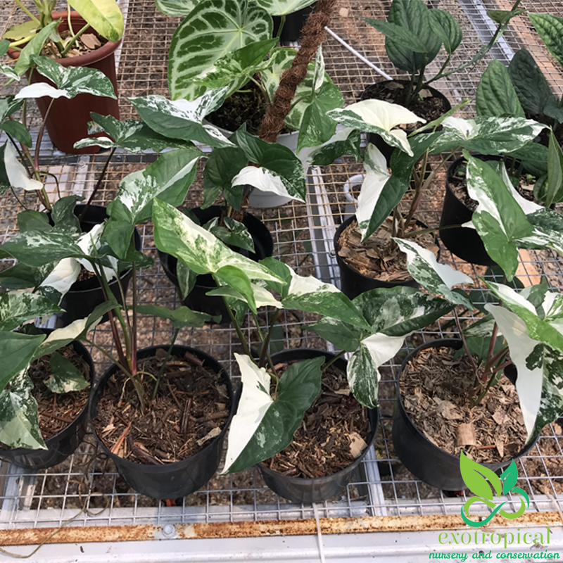 Syngonium Albo Variegated