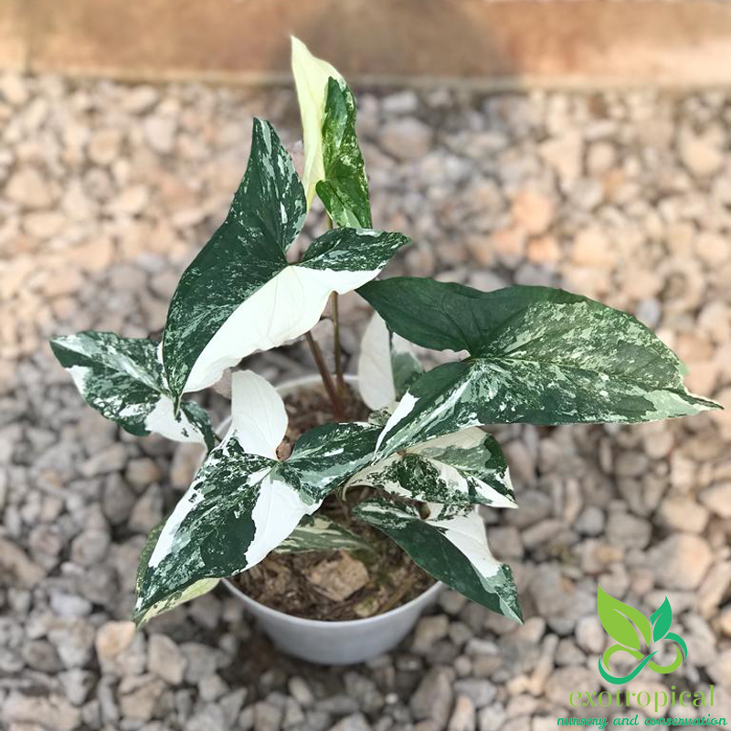 Syngonium Albo Variegated