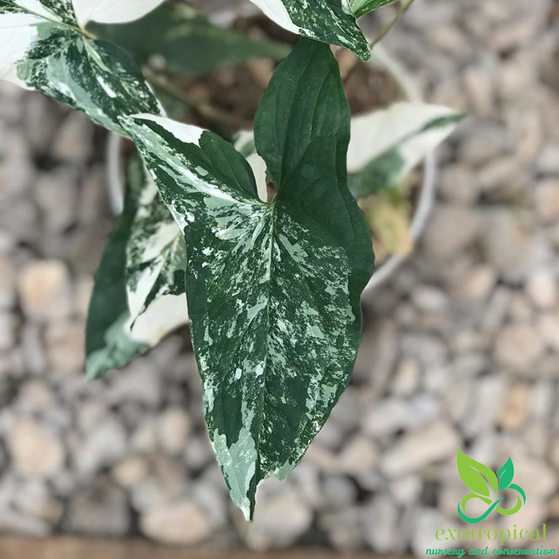 Syngonium Albo Variegated