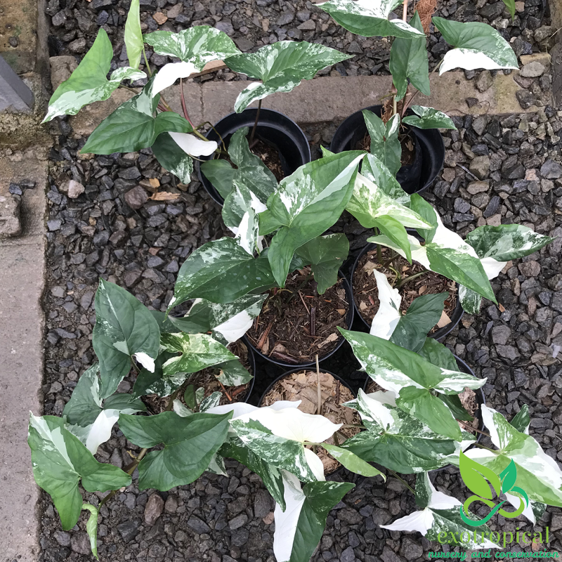 Syngonium Albo Variegated