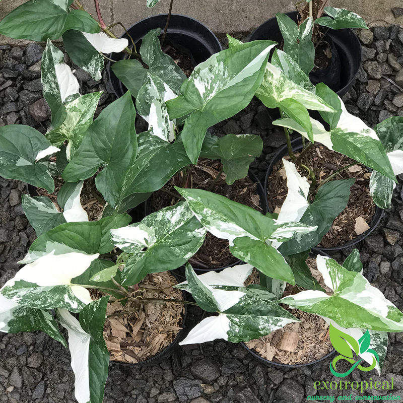 Syngonium Albo Variegated