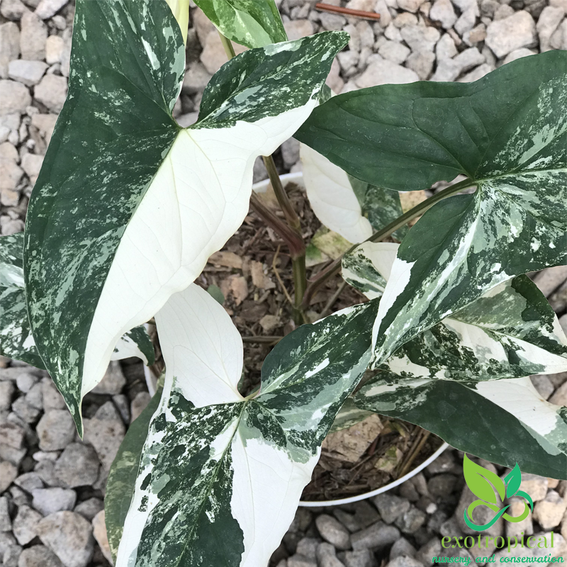 Syngonium Albo Variegated