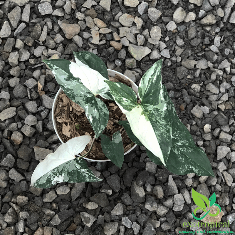 Syngonium Albo Variegated