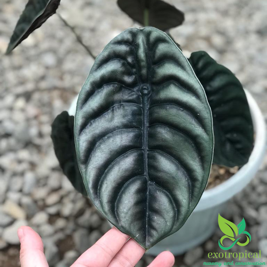 Alocasia Cuprea