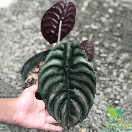 Alocasia Cuprea