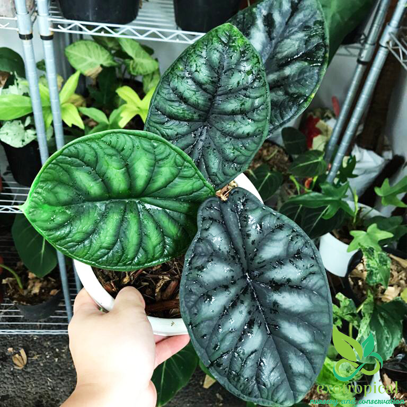 Alocasia Dragon Scale