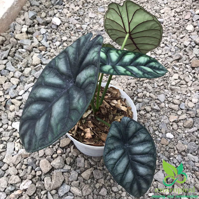 Alocasia Dragon Scale