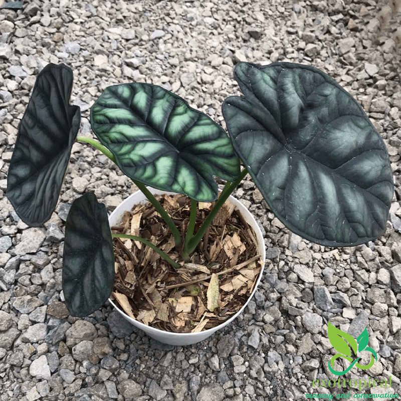 Alocasia Dragon Scale – Exotropical