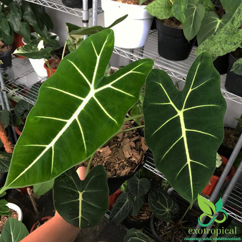 Alocasia Frydek