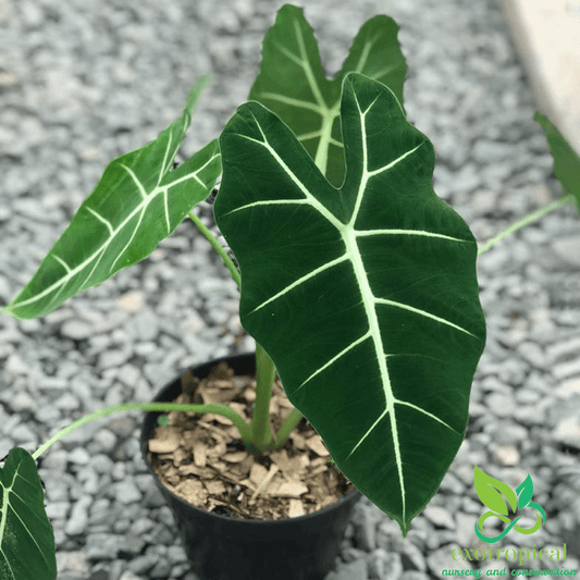 Alocasia Frydek