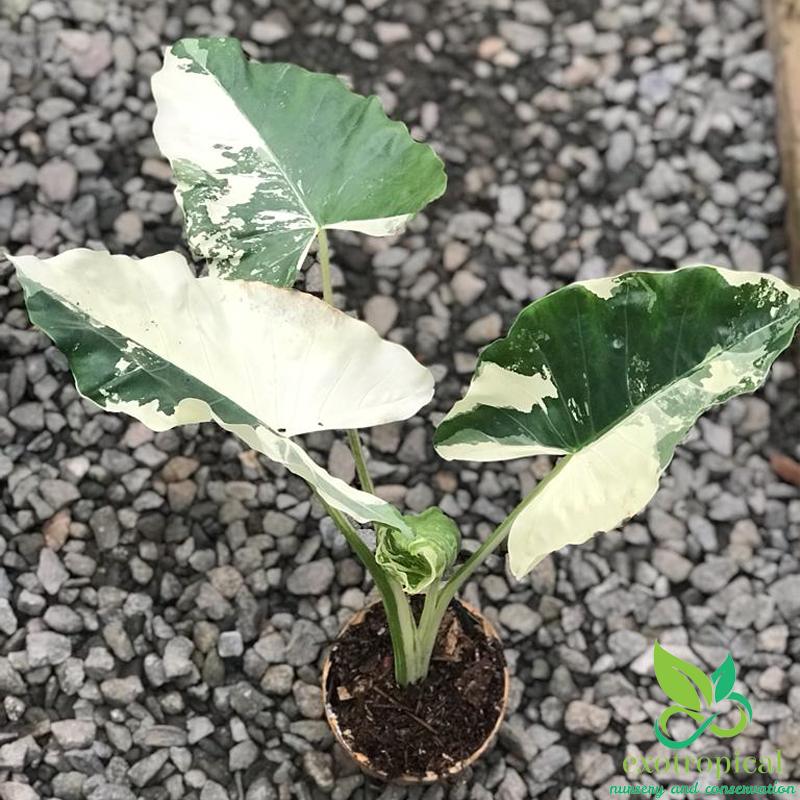 Alocasia Macrorrhiza Variegated Large Size Without Leaves