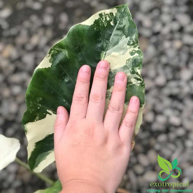 Alocasia Macrorrhiza Variegated Large Size Without Leaves