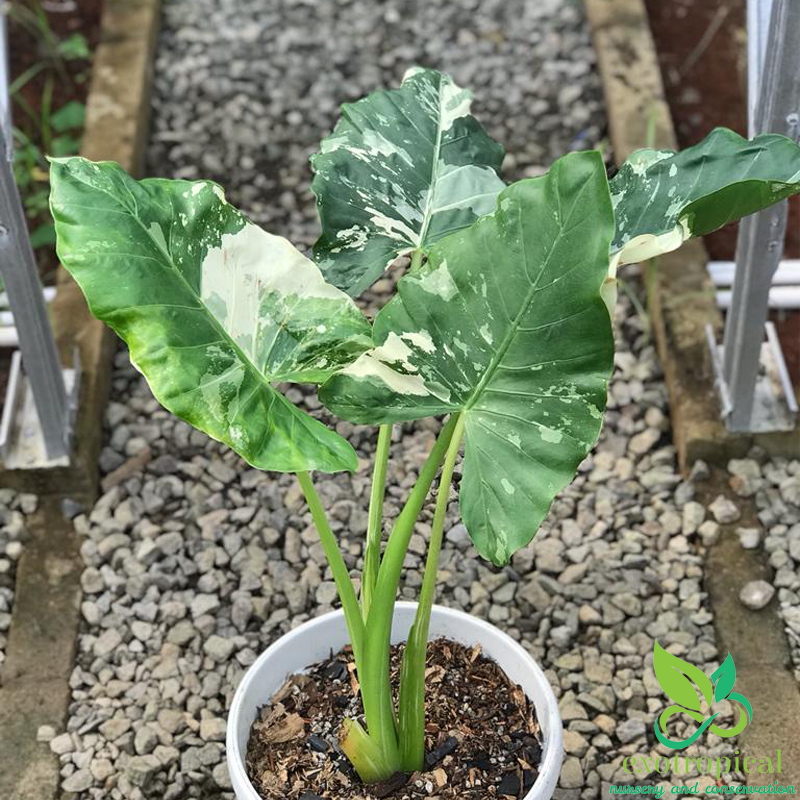 Alocasia Macrorrhiza Variegated Large Size Without Leaves