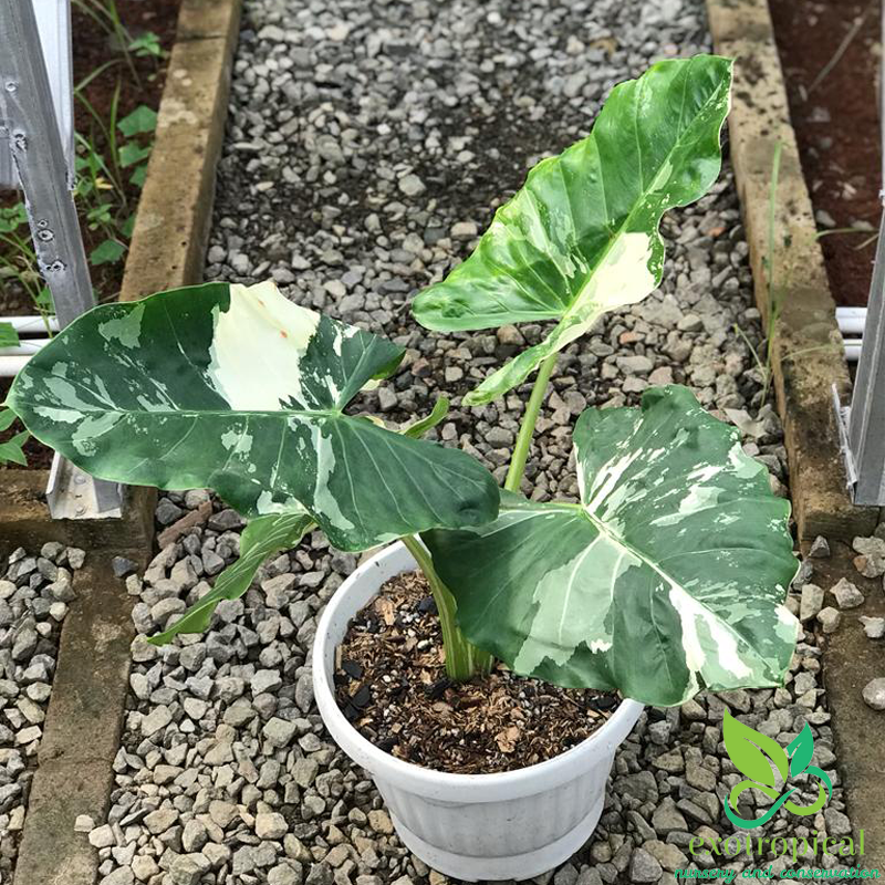 Alocasia Macrorrhiza Variegated Large Size Without Leaves