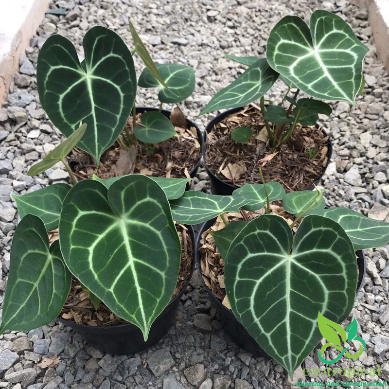 Exotropical Special Package B: Anthurium Lovers