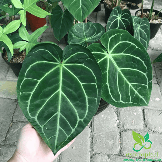 Anthurium Magnificum