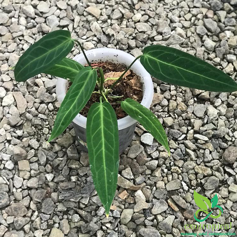 Anthurium Warocqueanum