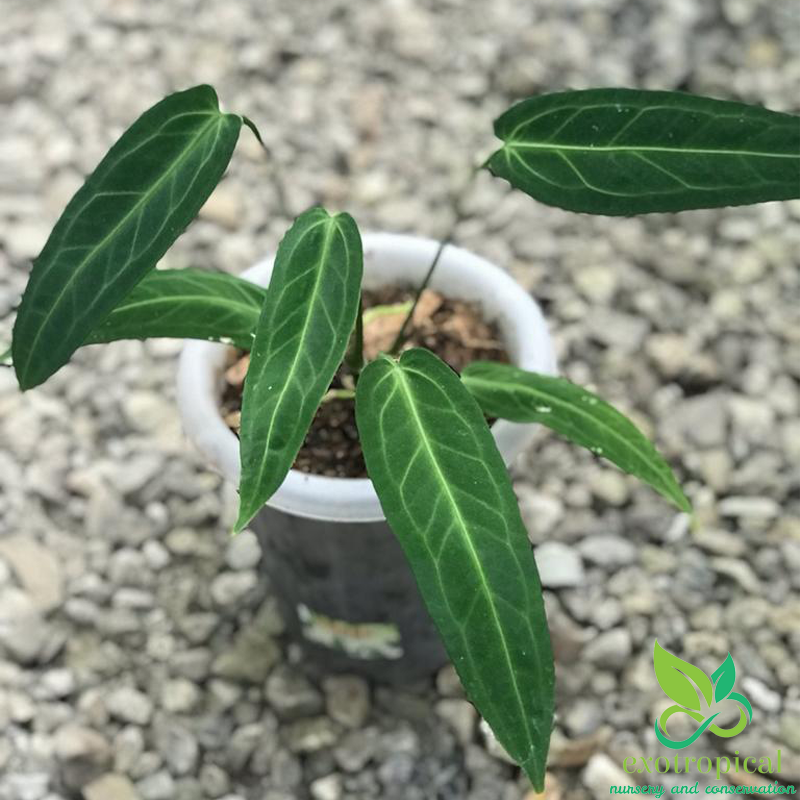 Anthurium Warocqueanum