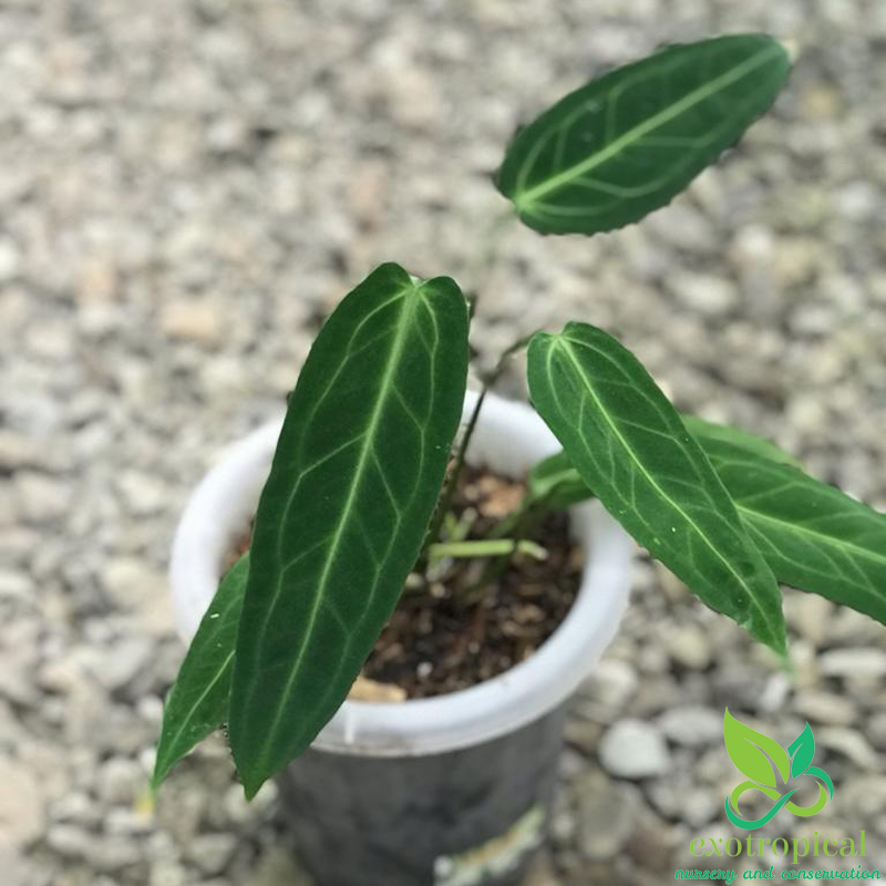 Anthurium Warocqueanum