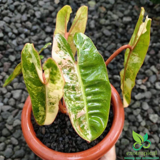 Philodendron Billietiae Variegated