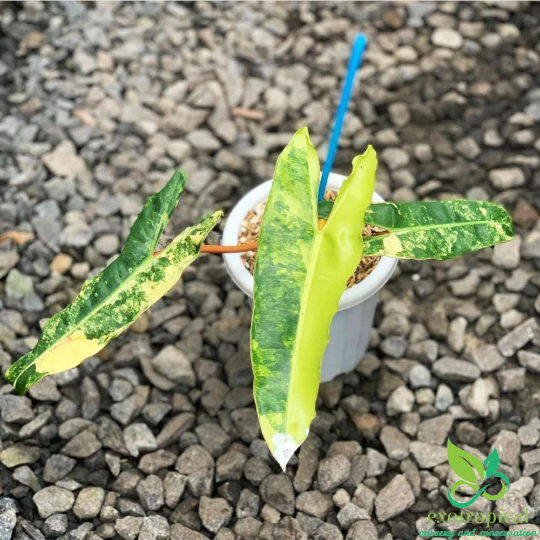 Philodendron Billietiae Variegated