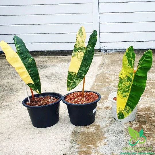 Philodendron Billietiae Variegated