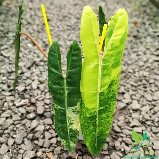 Philodendron Billietiae Variegated