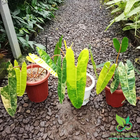 Philodendron Billietiae Variegated