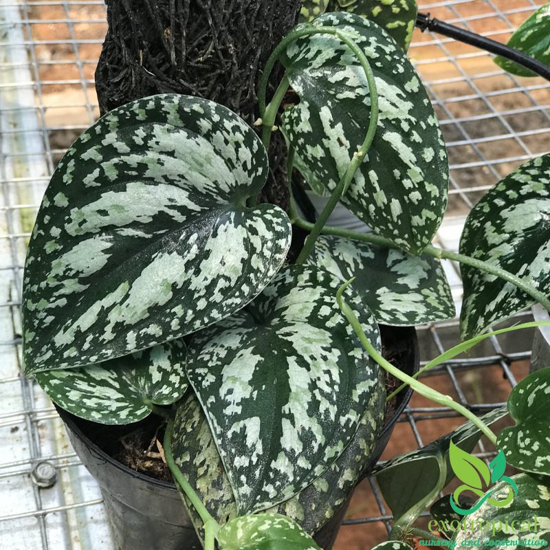 Scindapsus Tricolor Borneo