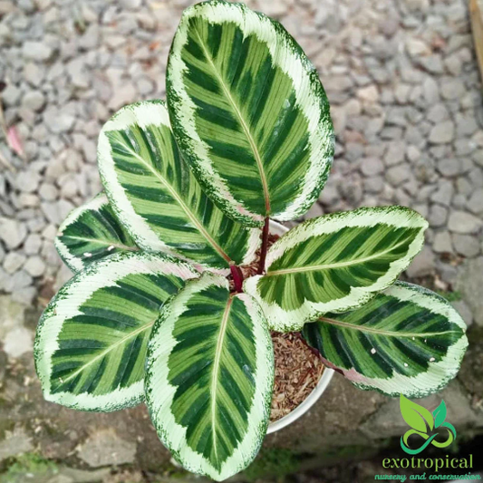 Calathea Angela