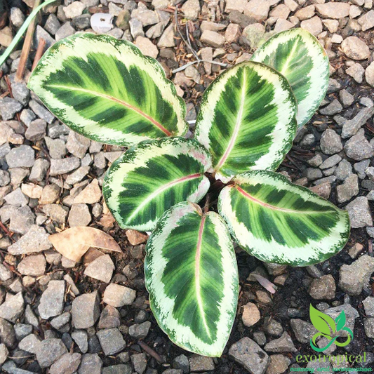Calathea Angela