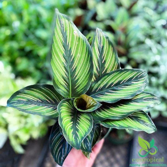 Calathea Beauty Star