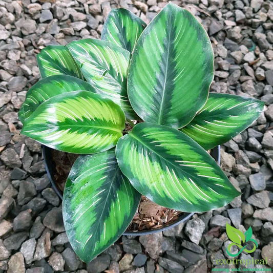 Calathea Beauty Star