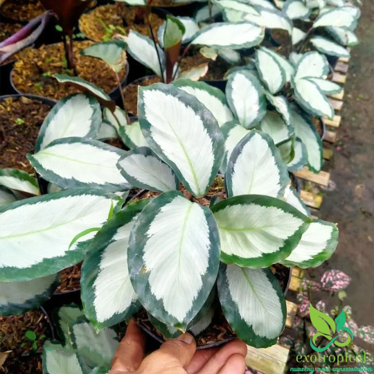 Calathea Corona